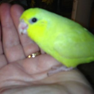 American Yellow Parrotlet3