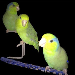 green Parrotlets_slide4