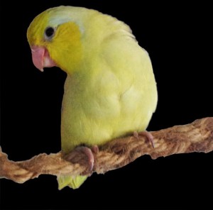 We are boutique breeders of Pacific Parrotlets and small soft billed song birds. We hand raise our babies so they are tame and pet quality. For those interested in breeding, we also sell select pairs.