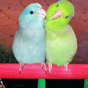 parrotlets pair_slide3